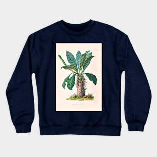 Anthurium Hookeri - Icones Aroidearum - Botanical Illustration Crewneck Sweatshirt